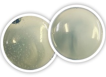 Od lewej: 
Gąbka odbita na podłoże mikrobiologiczne przed włożeniem do mikrofalówki. 
Gąbka  po sterylizacji w mikrofalówce.