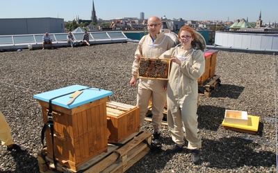 Badania pszczół z Katowic. UŚ ma pierwsze wnioski