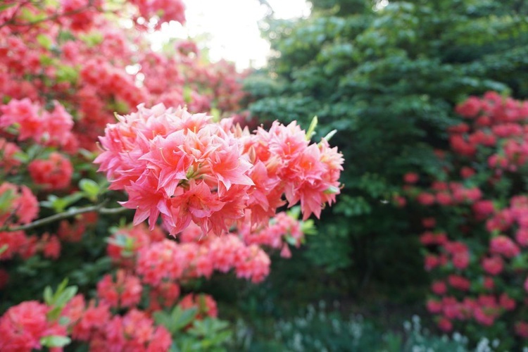 Maj w wojsławickim arboretum