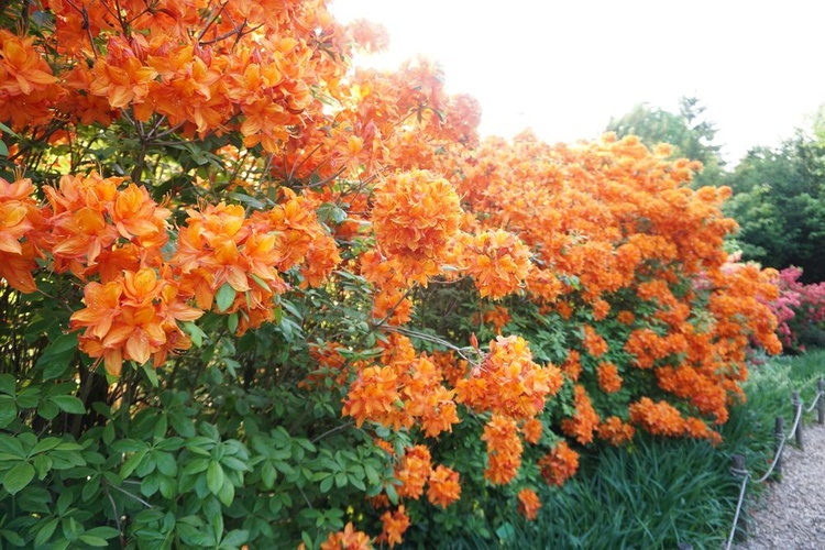 Maj w wojsławickim arboretum