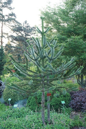 Maj w wojsławickim arboretum