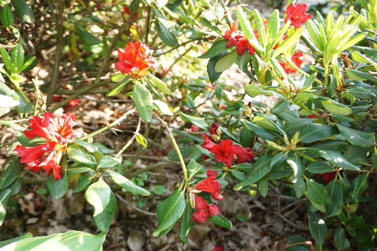 Maj w wojsławickim arboretum