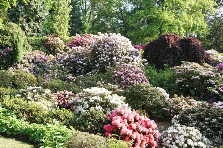 Maj w wojsławickim arboretum