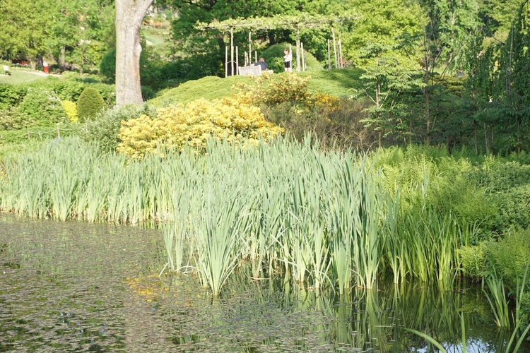 Maj w wojsławickim arboretum