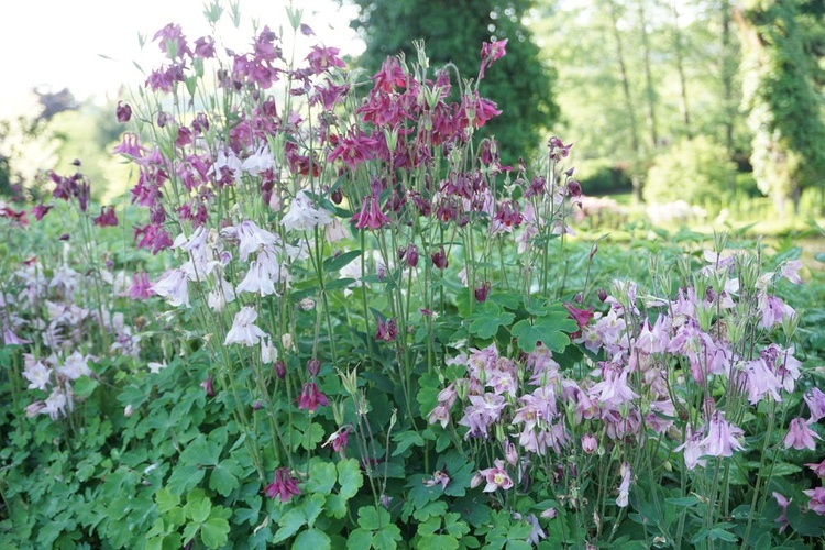 Maj w wojsławickim arboretum