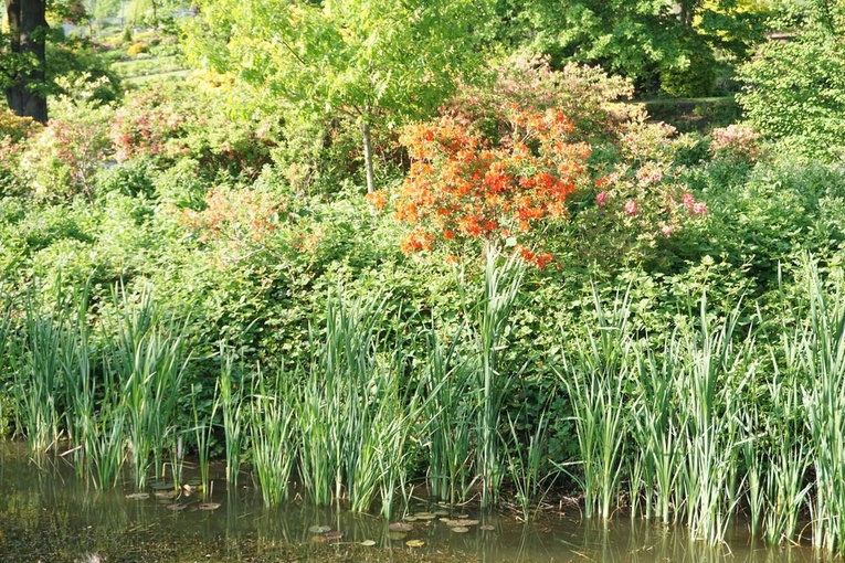 Maj w wojsławickim arboretum
