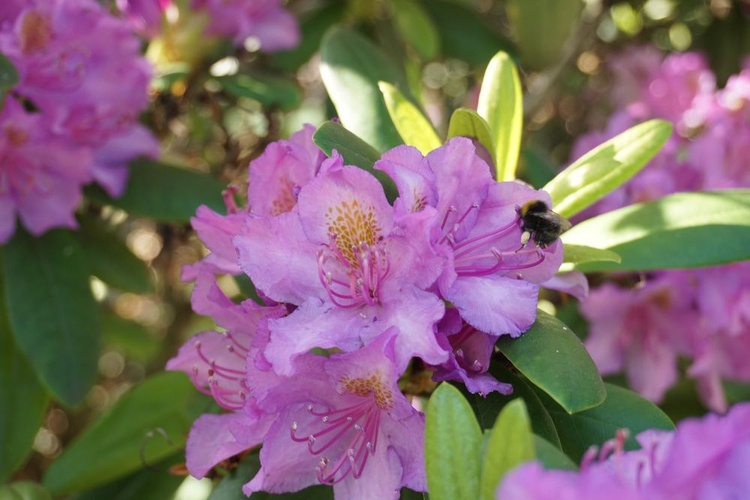 Maj w wojsławickim arboretum