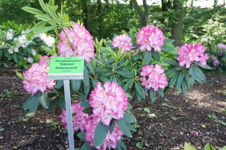 Maj w wojsławickim arboretum