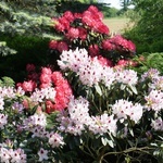 Maj w wojsławickim arboretum