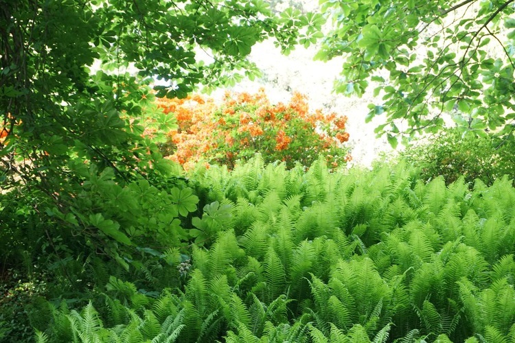 Maj w wojsławickim arboretum