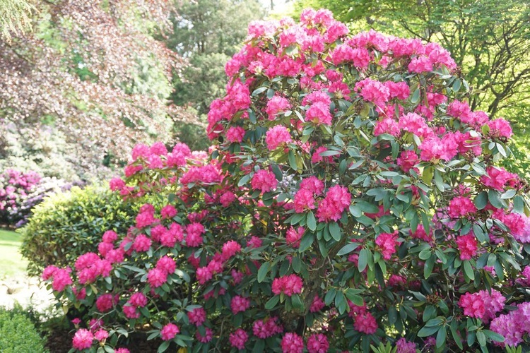 Maj w wojsławickim arboretum