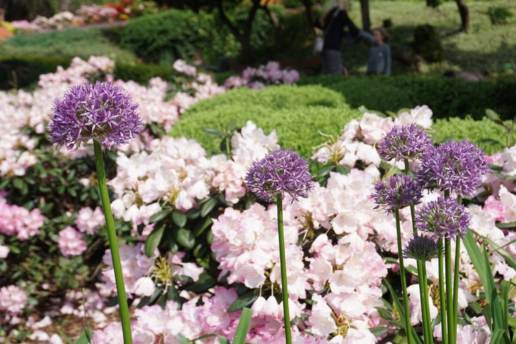 Maj w wojsławickim arboretum