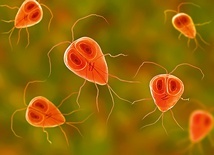 Trofozoit – forma rozwojowa Gardia intestinalis – pierwotniaka powodującego lambliozę.