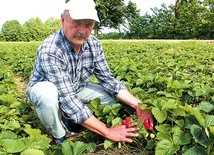 ▲	Na plantacjach Grzegorza Rzewińskiego można spotkać odmiany wcześniejsze – spod folii – i późniejsze – z gruntu.