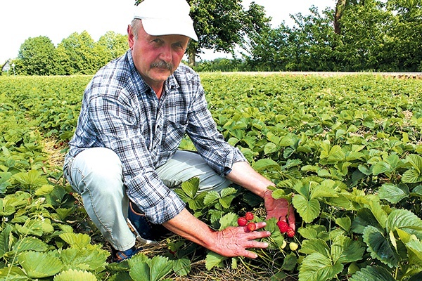 ▲	Na plantacjach Grzegorza Rzewińskiego można spotkać odmiany wcześniejsze – spod folii – i późniejsze – z gruntu.