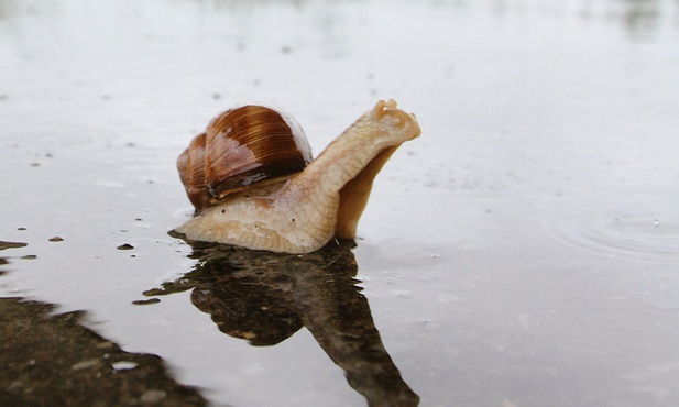 Na świecie istnieje kilkadziesiąt tysięcy gatunków ślimaków.