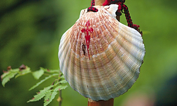 Muszla towarzyszy   pielgrzymom wędrującym  Szlakiem  św. Jakuba