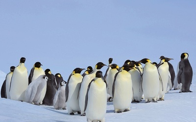 Zachowanie pingwinów cesarskich to dobry symbol roli, jaką w życiu chrześcijanina odgrywa wspólnota wiary. Chodzi o nieznaczny, ale bezustanny ruch, dzięki czemu ptaki stojące na zewnątrz grupy po pewnym czasie wędrują do środka.