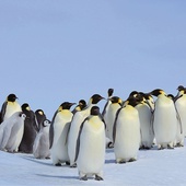 Zachowanie pingwinów cesarskich to dobry symbol roli, jaką w życiu chrześcijanina odgrywa wspólnota wiary. Chodzi o nieznaczny, ale bezustanny ruch, dzięki czemu ptaki stojące na zewnątrz grupy po pewnym czasie wędrują do środka.