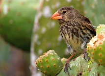 Z połączenia zięb Geospiza fortis oraz Geospiza conirostris (u dołu) na wyspach Galapagos powstał zupełnie nowy gatunek tych ptaków.