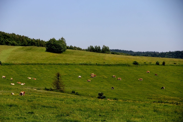 Diecezja na wakacje. Czyrna