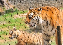 90 lat krakowskiego zoo