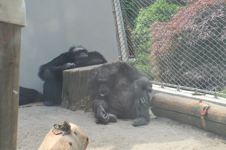 Krakowski Ogród Zoologiczny 2019