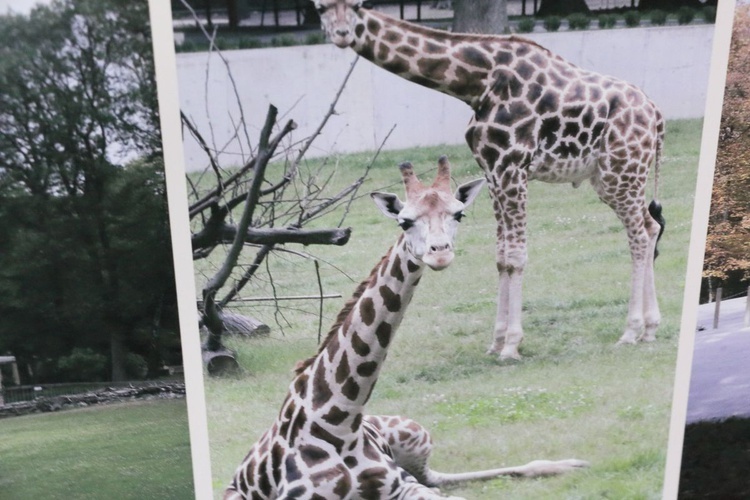 Jubileusz 90-lecia Krakowskiego Ogrodu Zoologicznego