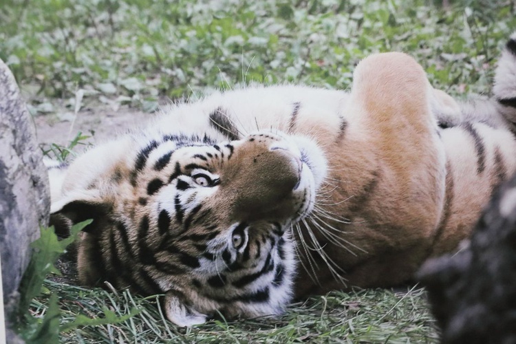 Jubileusz 90-lecia Krakowskiego Ogrodu Zoologicznego