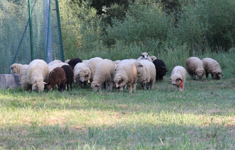 II Rodzinny Piknik Parafialny w Kamesznicy - 2019