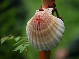 Camino również przez Łotwę