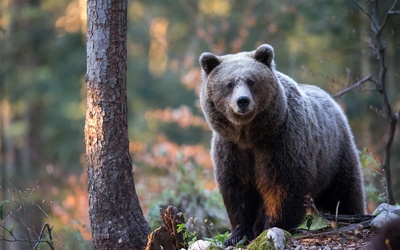 Po 140 latach niedźwiedzie wracają do Puszczy Białowieskiej?
