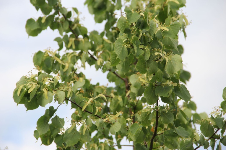Piwniczańskie nabożeństwo drogi