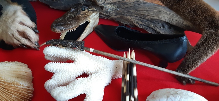 Kolce jeżozwierza, kawałek rafy czy kurtka z węża - Polacy nadal przywożą zakazane pamiątki