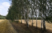 Obóz Skautów Króla   
