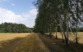 Obóz Skautów Króla   