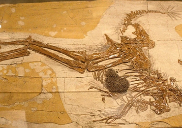 Skamieniałe szczątki Caudipteryxa – dinozaura z podrzędu terapodów. Widoczne nie tylko ślady piór, ale także skamieniała zawartość żołądka. Te niewielkie dinozaury – rozmiarów pawia – żyły 124,6 mln lat temu.