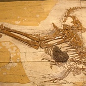 Skamieniałe szczątki Caudipteryxa – dinozaura z podrzędu terapodów. Widoczne nie tylko ślady piór, ale także skamieniała zawartość żołądka. Te niewielkie dinozaury – rozmiarów pawia – żyły 124,6 mln lat temu.