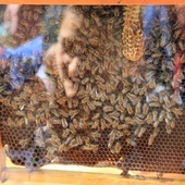 Słabnie siła pszczelich rodzin