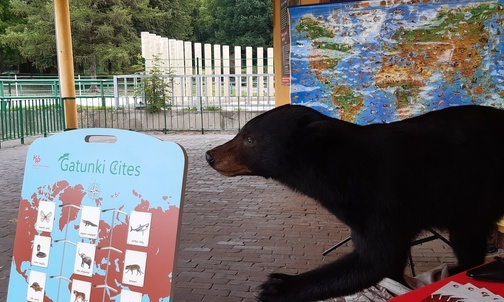 Śląskie ZOO. Wystawa zakazanych pamiątek z wakacji