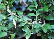 Ćma bukszpanowa potrafi w parę dni ogołocić krzew bukszpanu.