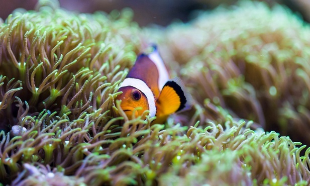 Ochrona oceanów
