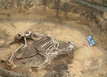 Odnalezione szczątki z epoki neolitu.