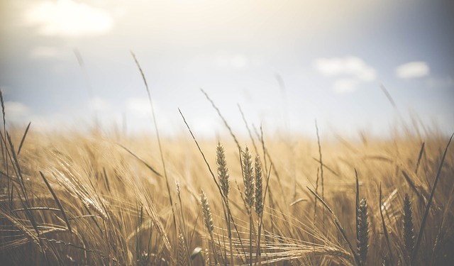 Zmiany klimatu zagrażają rolnictwu w UE