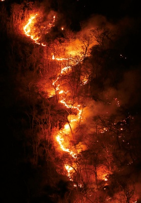 Płonące lasy Amazonii wywołują alarmujące komentarze na całym świecie.