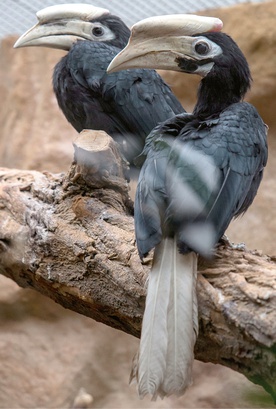 Sukces wrocławskiego zoo