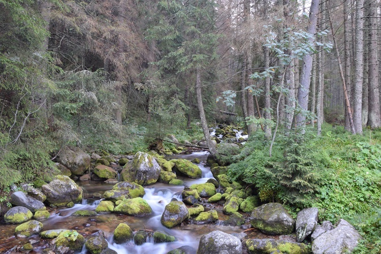 Biały Dunajec 2019 - na szlaku