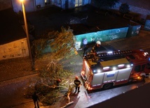 Strażacy usunęli w Radomiu m.in. brzozę przewróconą przez wichurę przy ul. Kanałowej.