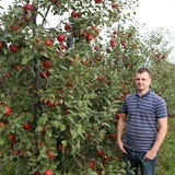 Jabłkobranie w pełni