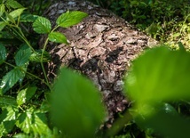 Amazonia zmienia Europę 